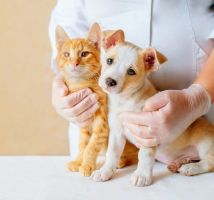 Enhancing Pet Wellness: Exploring Frisco's Premier Animal Hospitals