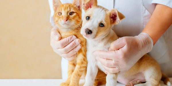 Enhancing Pet Wellness: Exploring Frisco's Premier Animal Hospitals